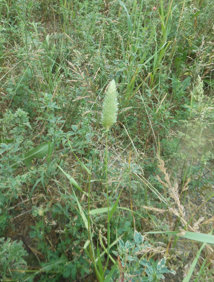 Phalaris minor / Scagliola minore